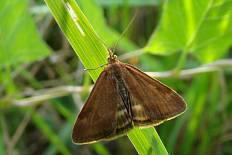 Catoptria mouterdella - Olivbrauner Zünsler (Olivenbrauner Zünsler)